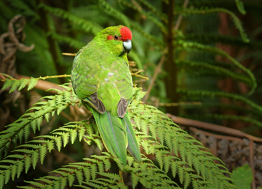 Kakariki birdlife